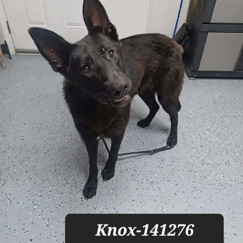 A young large-sized male German Shepherd Dog dog named Knox for adoption in New Tazewell, TN