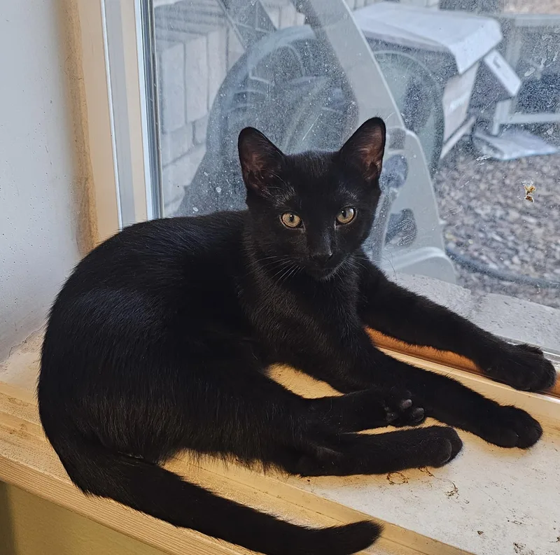 A young medium-sized male Black Domestic Short Hair cat named Koa for adoption in Glendale, AZ