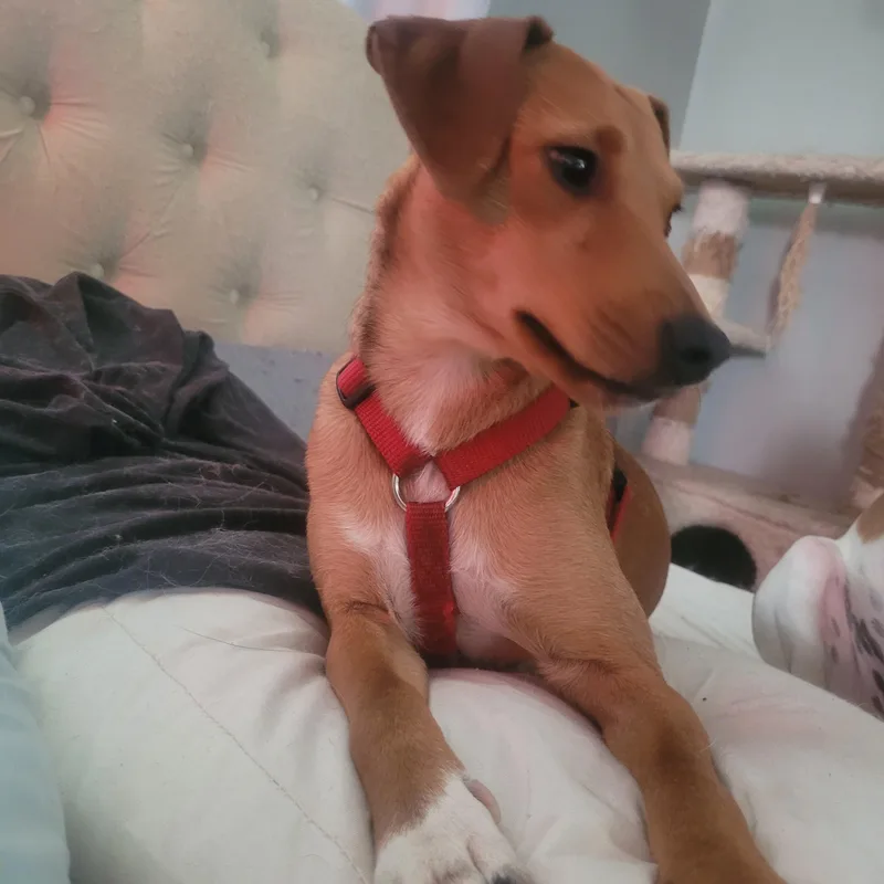 An adult medium-sized female Red / Chestnut / Orange Rat Terrier dog named Blanche for adoption in bauxite, AR