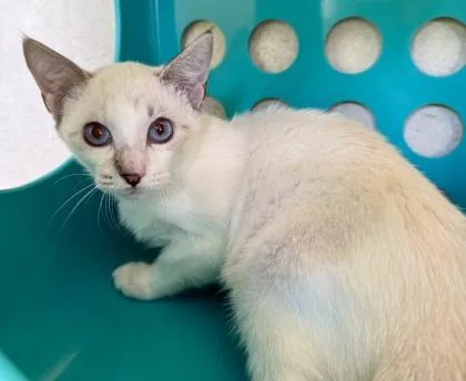 A baby small-sized female Domestic Short Hair cat named Bloom for adoption in Honolulu, HI