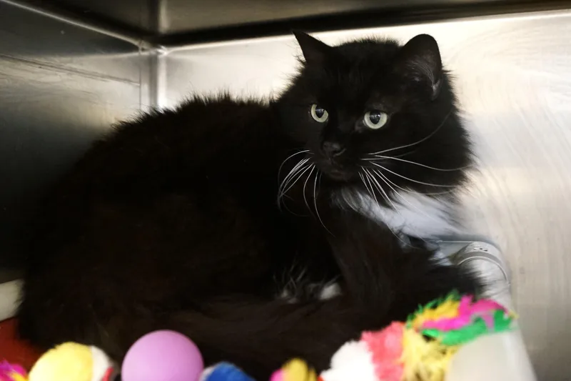 An adult medium-sized female Black & White / Tuxedo Domestic Short Hair cat named Cher for adoption in New Milford, CT