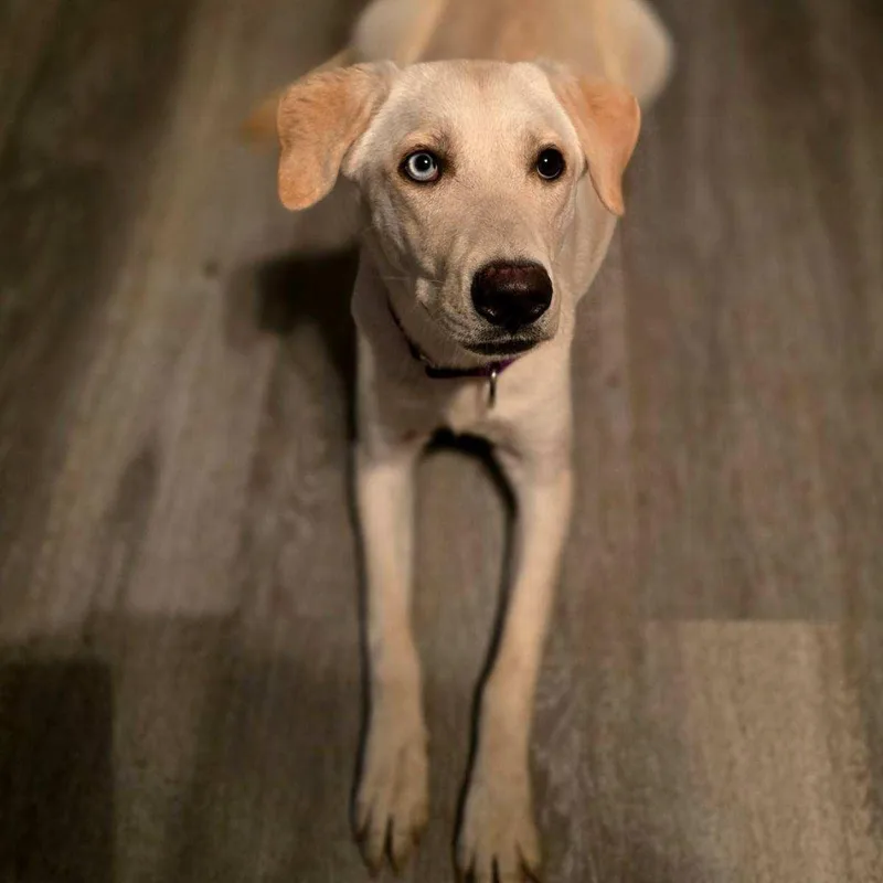 A baby large-sized male Yellow Labrador Retriever dog named Remarkable Reggie for adoption in La Center, WA