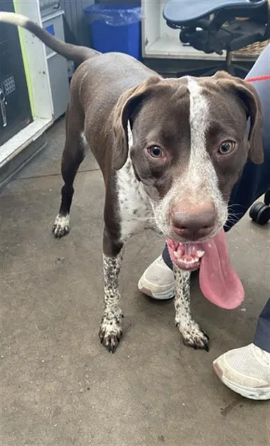 An adult medium-sized female Mixed Breed dog named Cleo for adoption in Dallas, TX