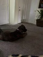 An adult large-sized female Mixed Breed dog named Una Dutchess for adoption in West Chester, PA