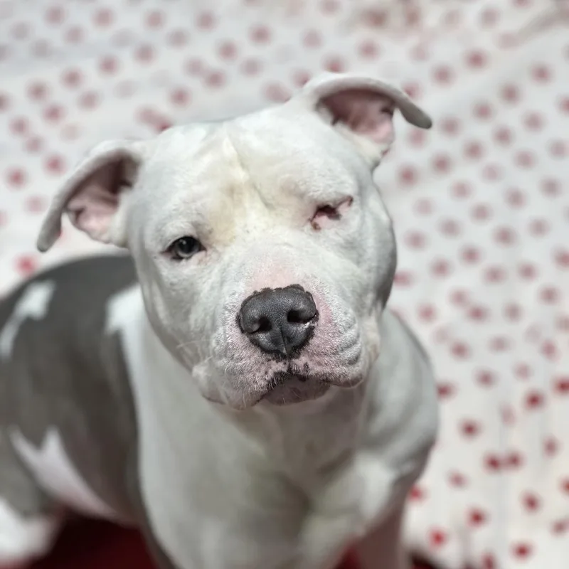 A young medium-sized male White / Cream Pit Bull Terrier dog named Odin for adoption in Newark, NJ