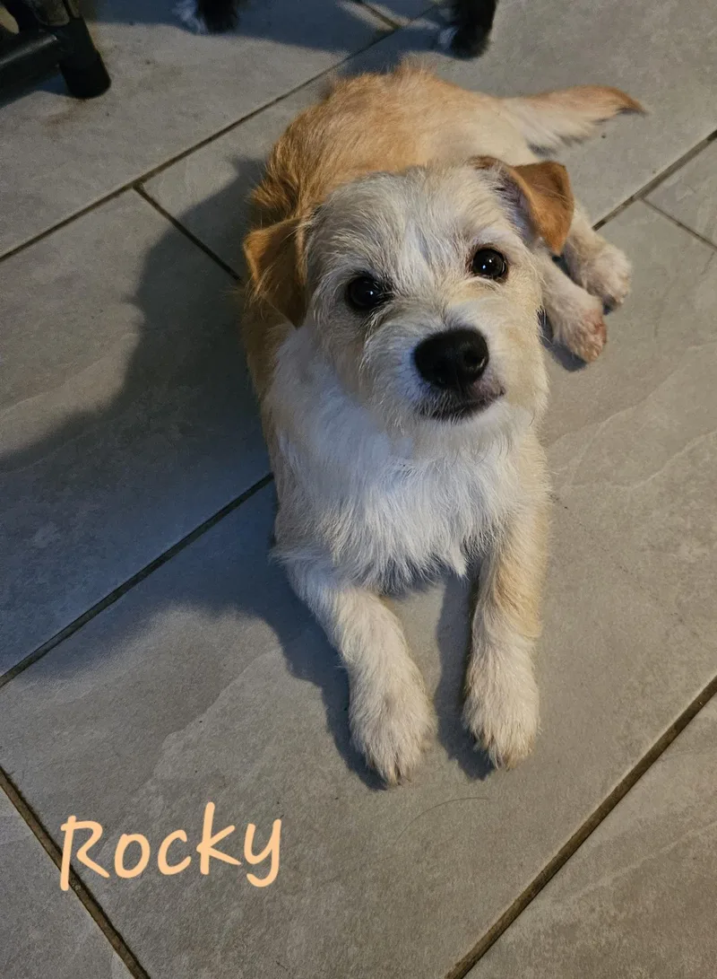 A baby small-sized male West Highland White Terrier / Westie dog named Rocky for adoption in Mount Pleasant, NC