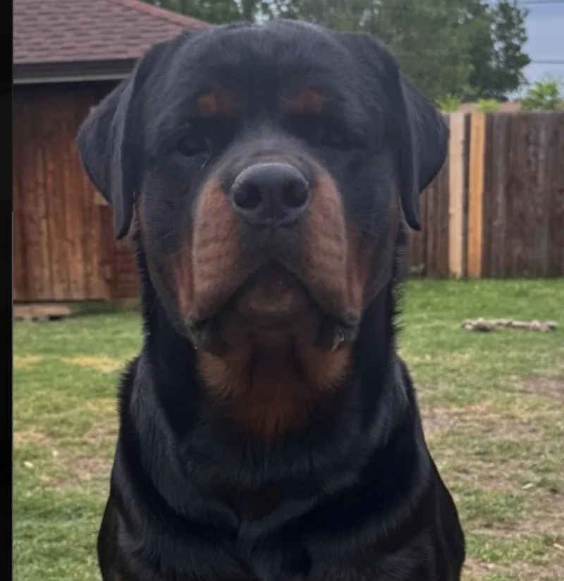 An adult large-sized male Rottweiler dog named Draco for adoption in Hillsboro, NH