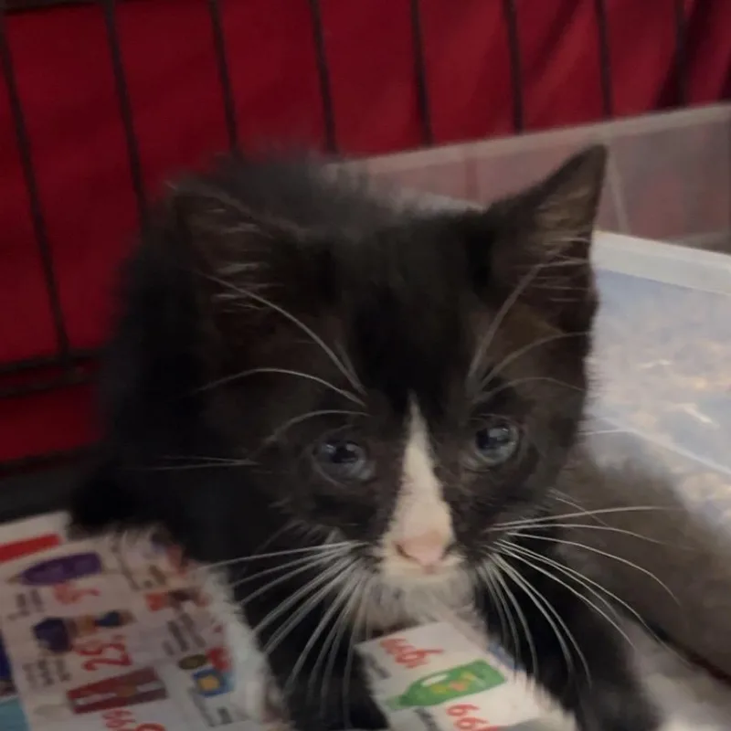 A baby small-sized female Black Domestic Short Hair cat named Frieda for adoption in Monroeville, AL