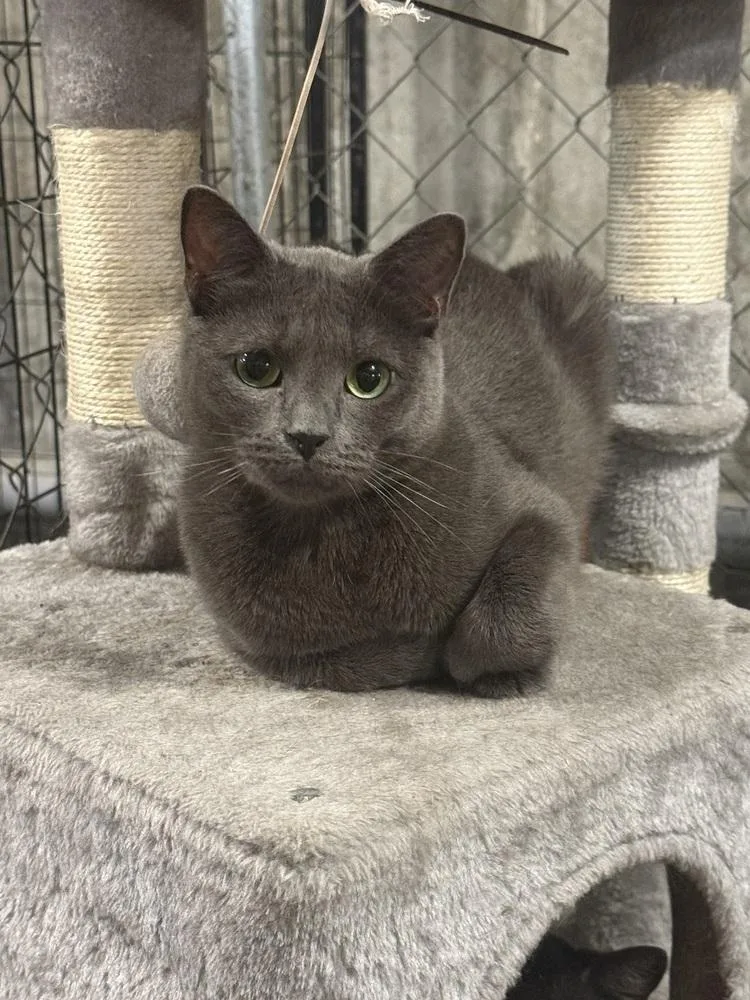 Mcchicken thumbnail 2