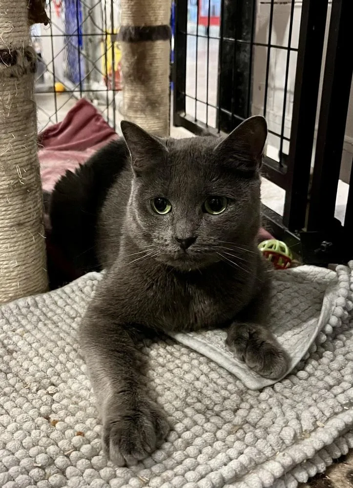 Mcchicken thumbnail 4