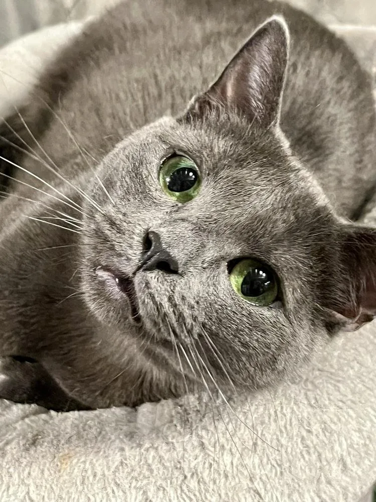 Mcchicken thumbnail 5