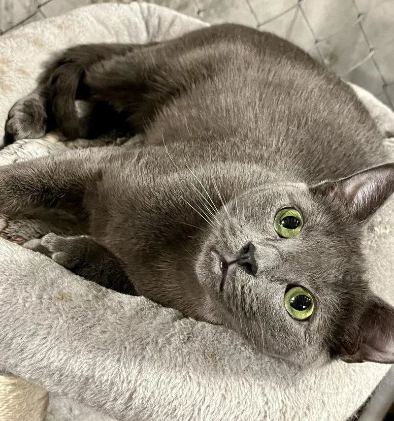 Mcchicken thumbnail 6