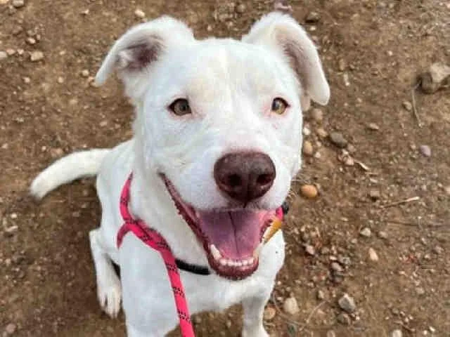 An adult medium-sized male Labrador Retriever dog named Chance for adoption in Bonita, CA