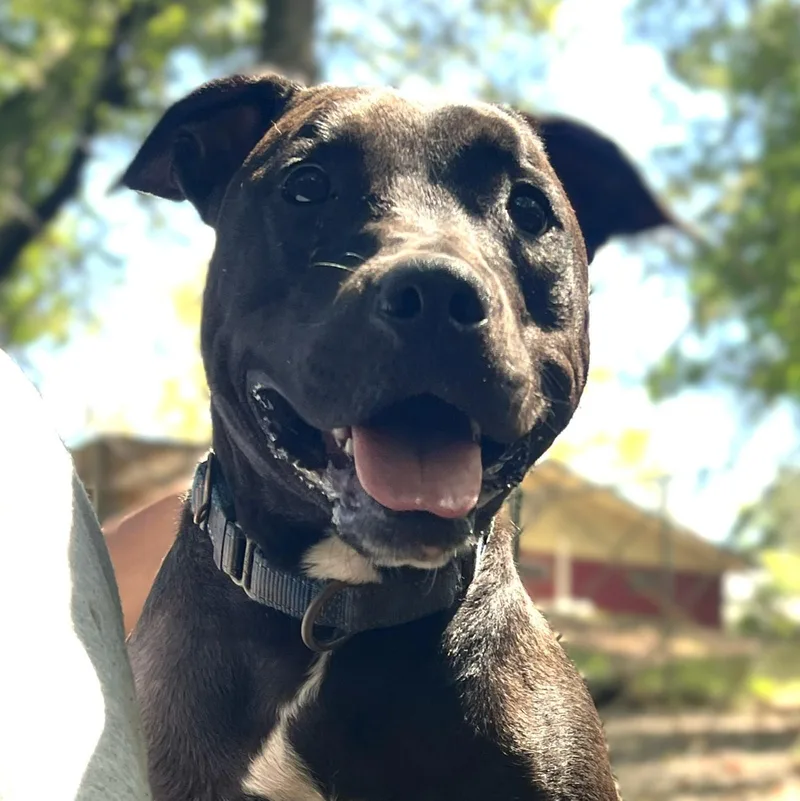 An adult medium-sized female Black Labrador Retriever dog named Georgia for adoption in Milledgeville, GA