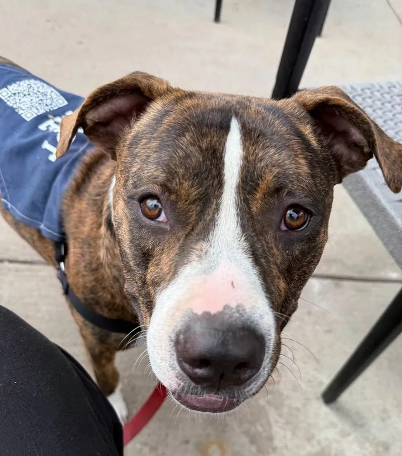 A young medium-sized male Brindle Pit Bull Terrier dog named Ryder for adoption in las vegas, NV