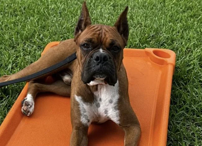 An adult large-sized male Brown / Chocolate Boxer dog named Herbert for adoption