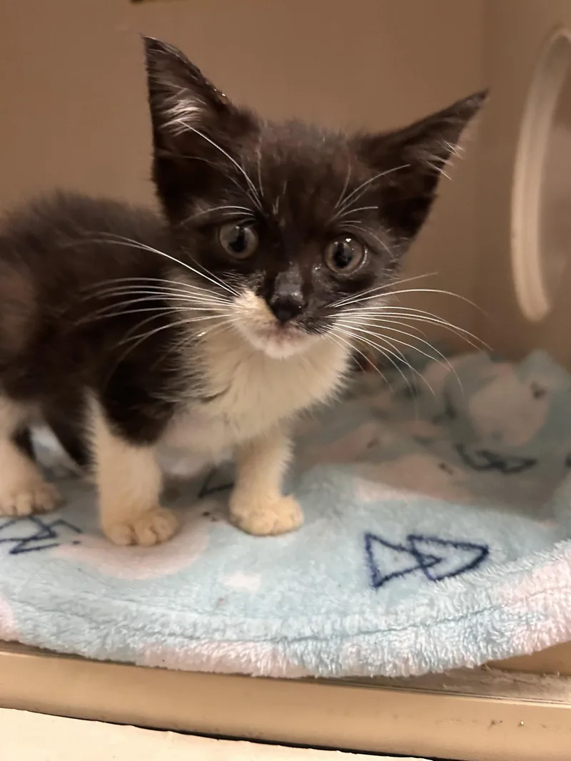 A young medium-sized male Black & White / Tuxedo Domestic Short Hair cat named Sylvester for adoption in Locust Grove, GA
