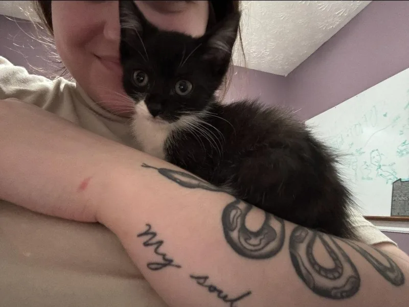 Sylvester thumbnail 2