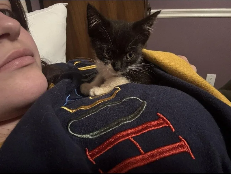 Sylvester thumbnail 3