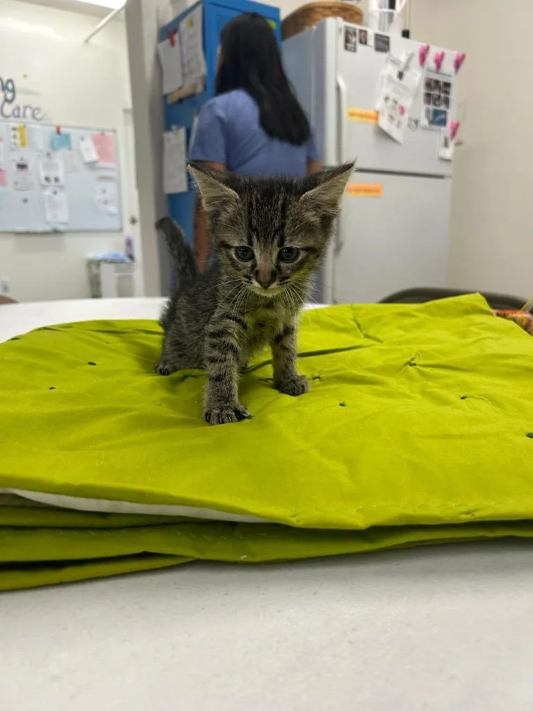 A baby medium-sized female Domestic Short Hair cat named Armin for adoption in Peoria, AZ
