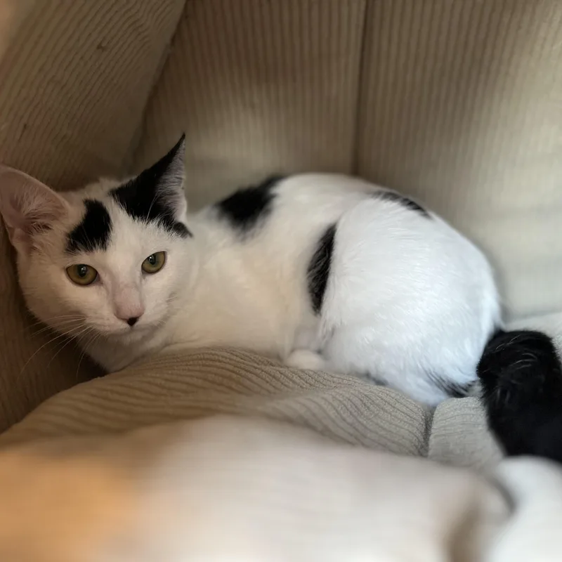 A young small-sized female American Shorthair cat named Buffy for adoption in Hull, MA