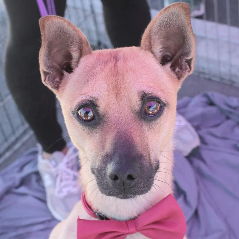 An adult small-sized male Yellow / Tan / Blond / Fawn Chihuahua dog named Ralph for adoption in San Francisco, CA