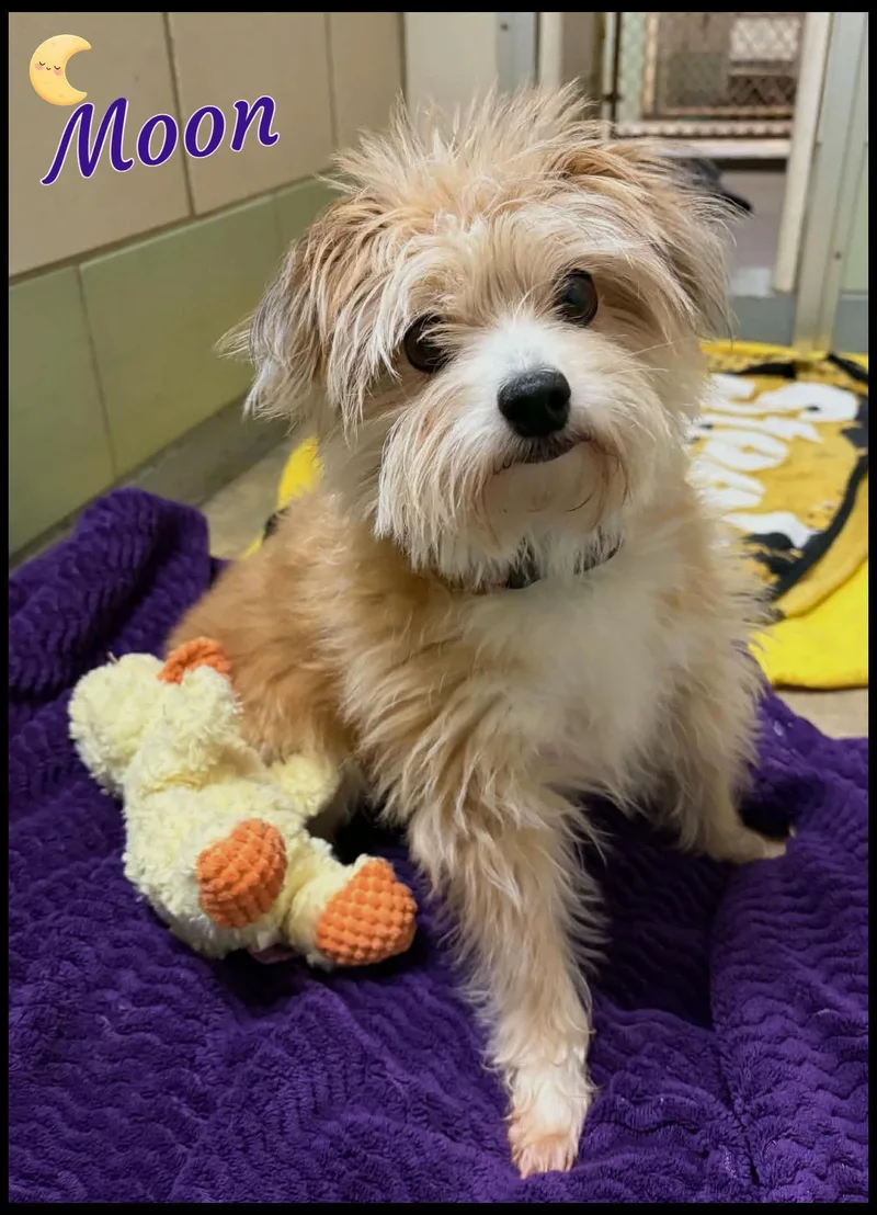 An adult small-sized female Australian Shepherd dog named Moon for adoption in Shippenville, PA