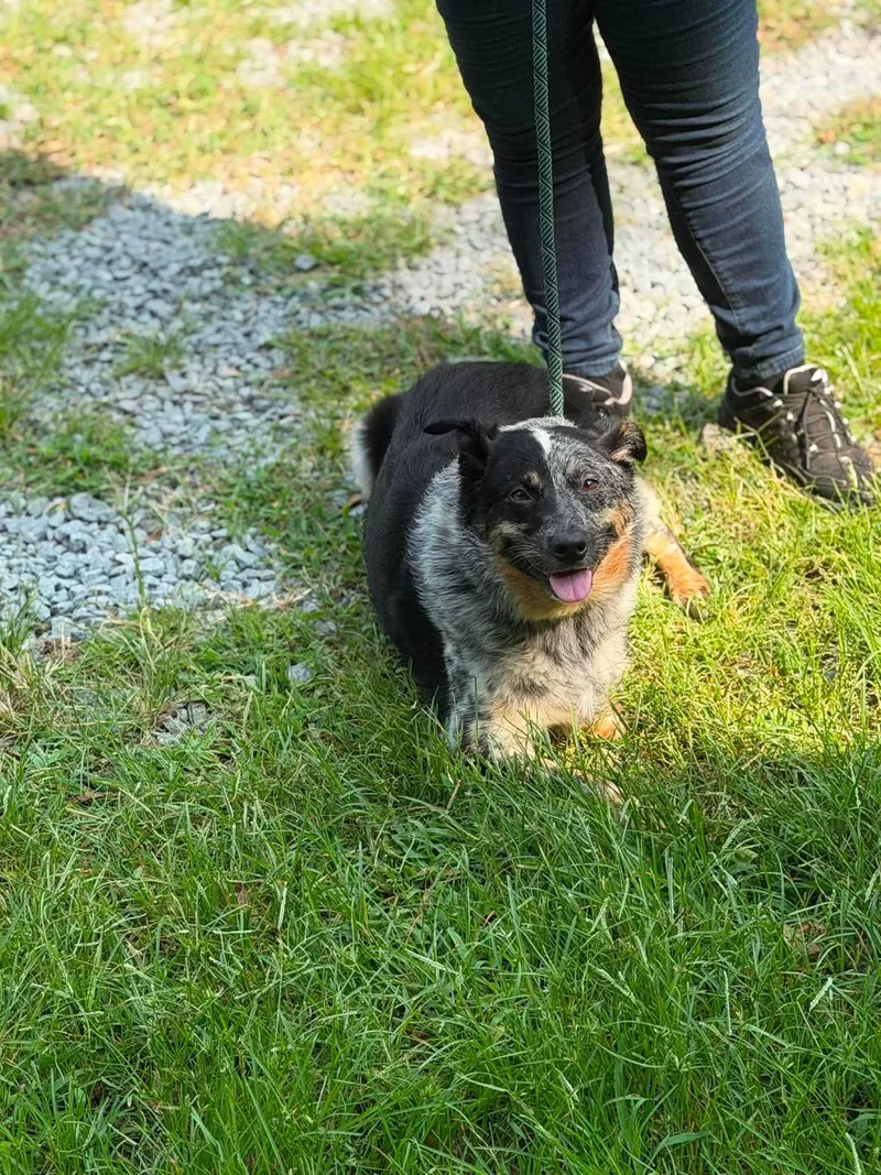 An adult medium-sized female Australian Cattle Dog / Blue Heeler dog named Skylee for adoption in Elizabethtown, NC