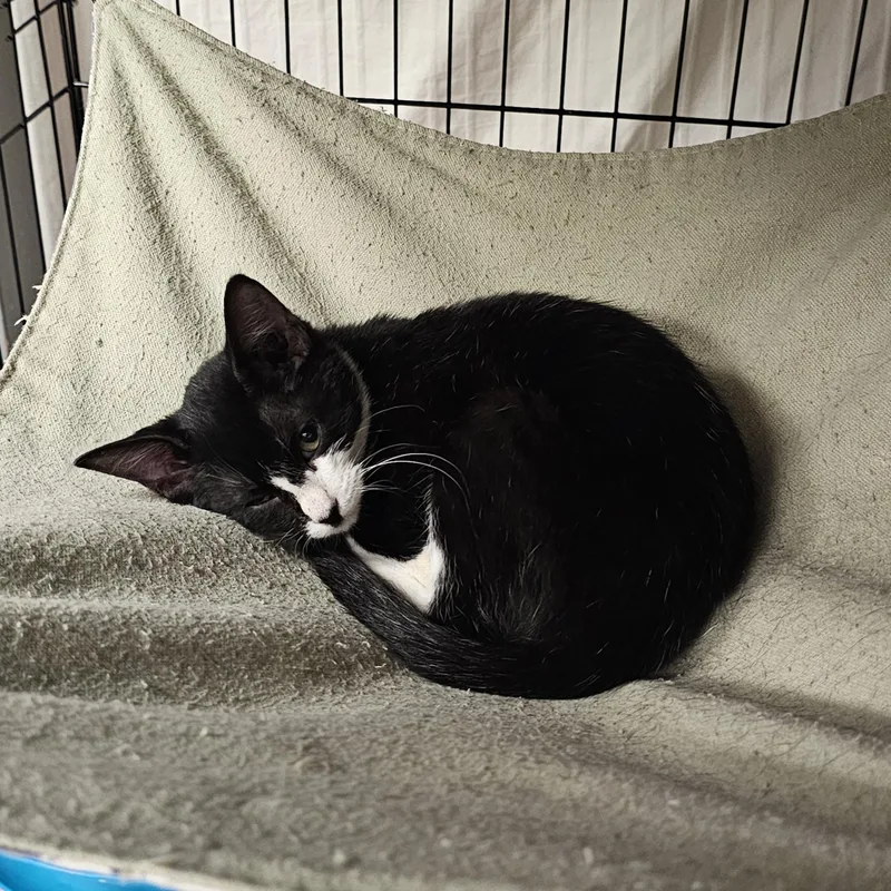 A baby medium-sized female Domestic Short Hair cat named KitKat for adoption in Searcy, AR