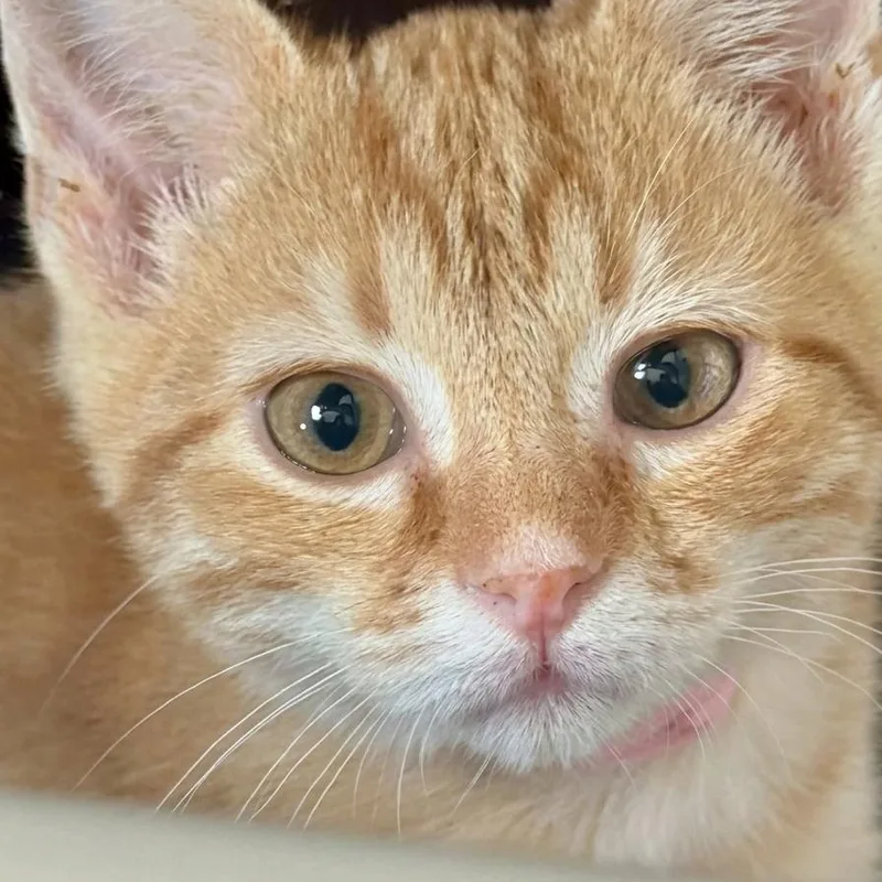 A baby medium-sized male Orange & White Domestic Short Hair cat named Ziggy for adoption in Whitestown, IN