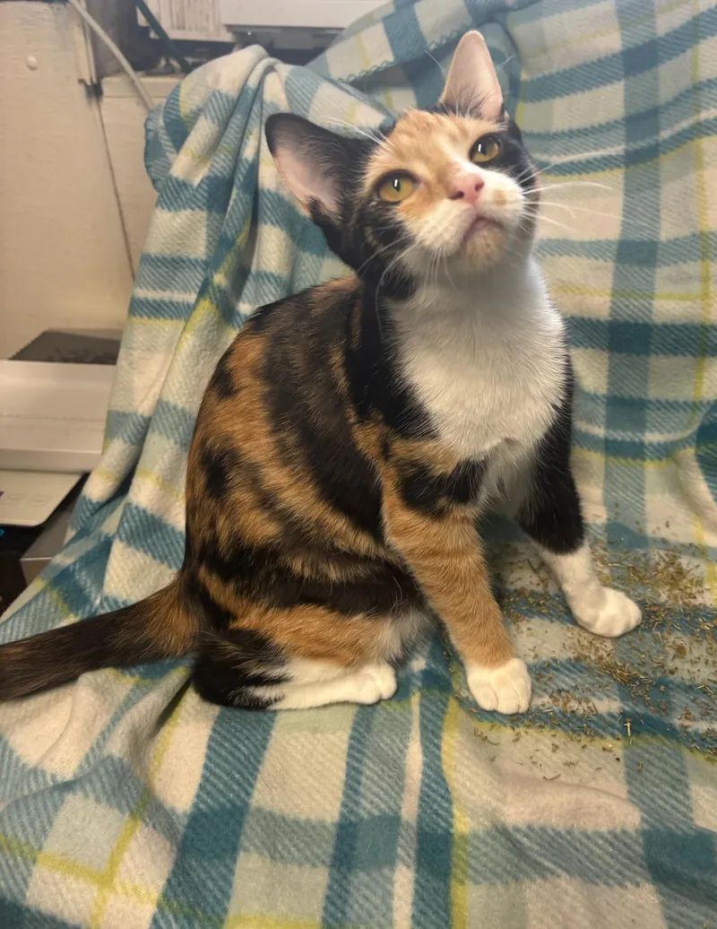 A young small-sized female Calico cat named NovaComing Soon for adoption in Arlington, VA