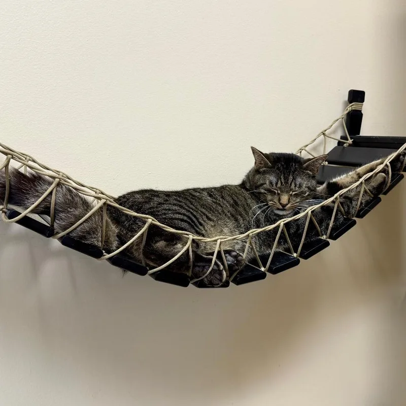 An adult large-sized male Brown / Chocolate Domestic Short Hair cat named Ragu for adoption in Medina, OH