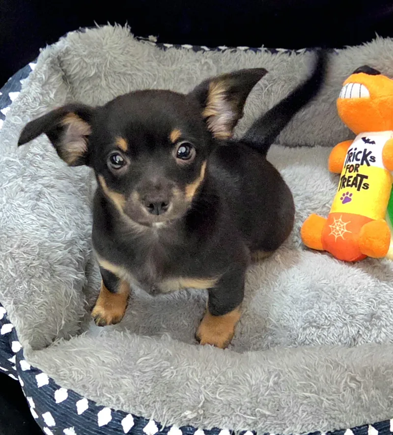 A baby small-sized male Chihuahua dog named Smidge for adoption in Gilbert, SC