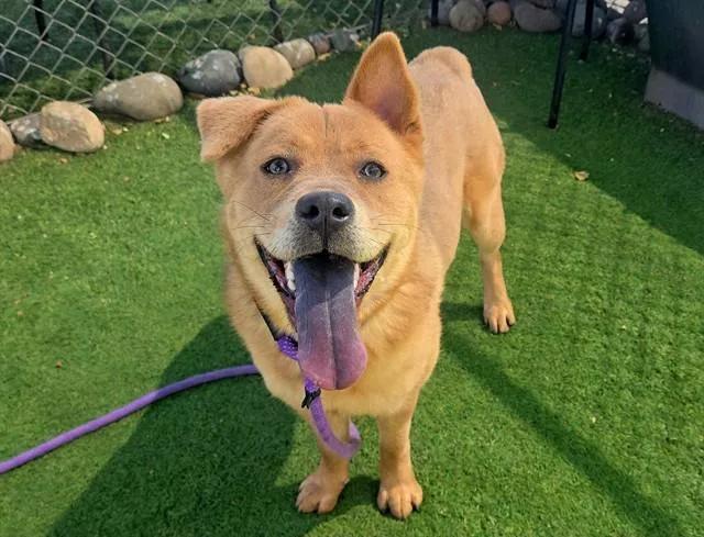A young large-sized female Chow Chow dog named Pearl for adoption in Mesa, AZ
