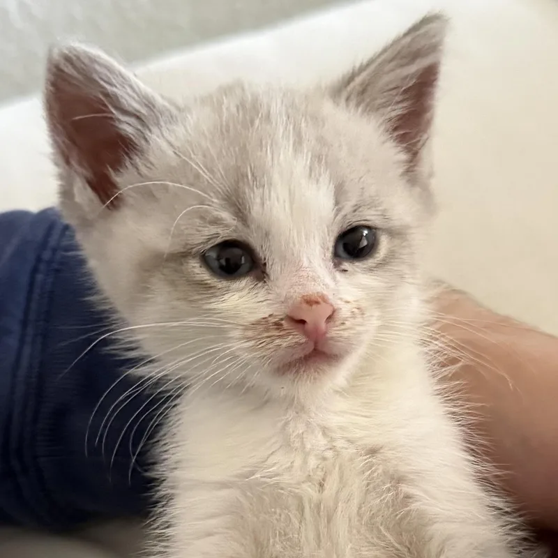 A baby medium-sized male Buff & White Domestic Short Hair cat named Sticker for adoption in San Diego, CA