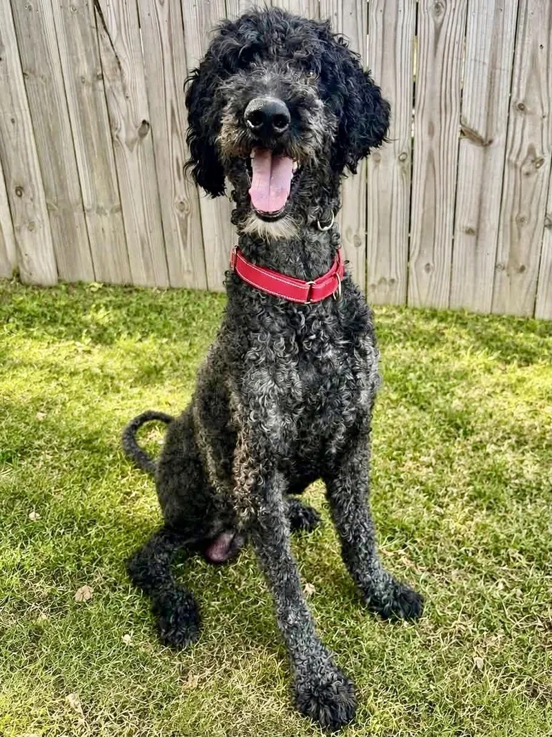 An adult medium-sized male Standard Poodle dog named Briggs for adoption in University Place, WA