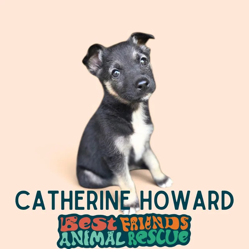 Catherine Howard thumbnail 2