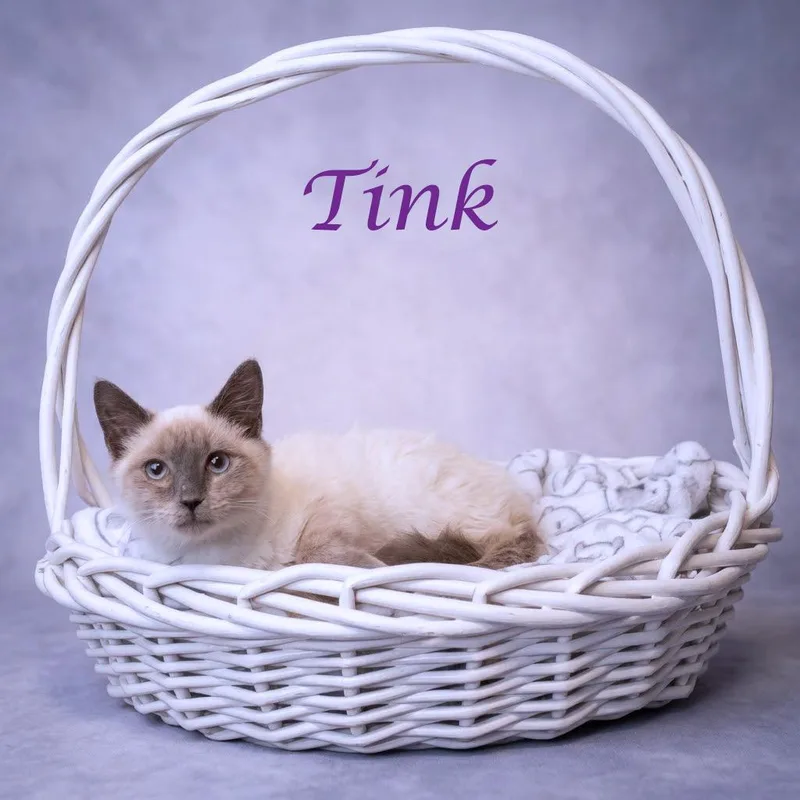 A baby small-sized female Lilac Point Siamese cat named Tink C for adoption in Lebanon, TN