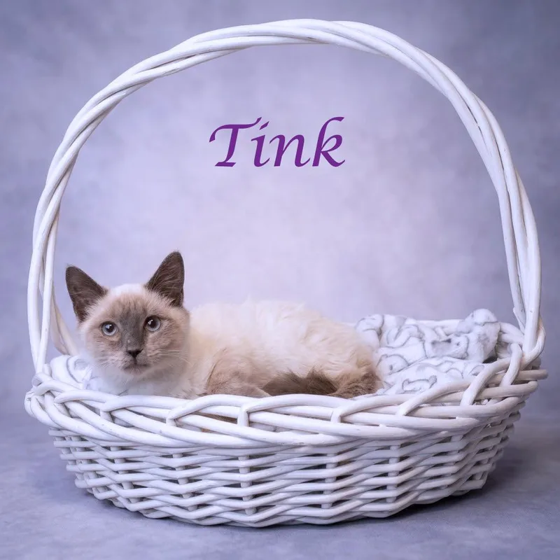 Tink C thumbnail 2