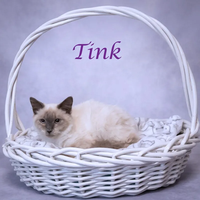 Tink C thumbnail 3