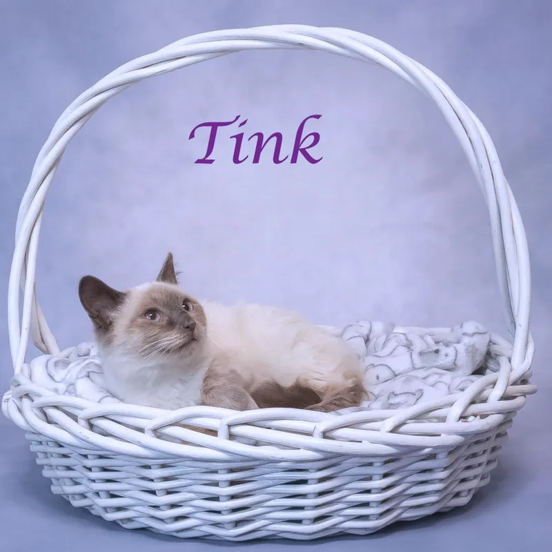 Tink C thumbnail 4
