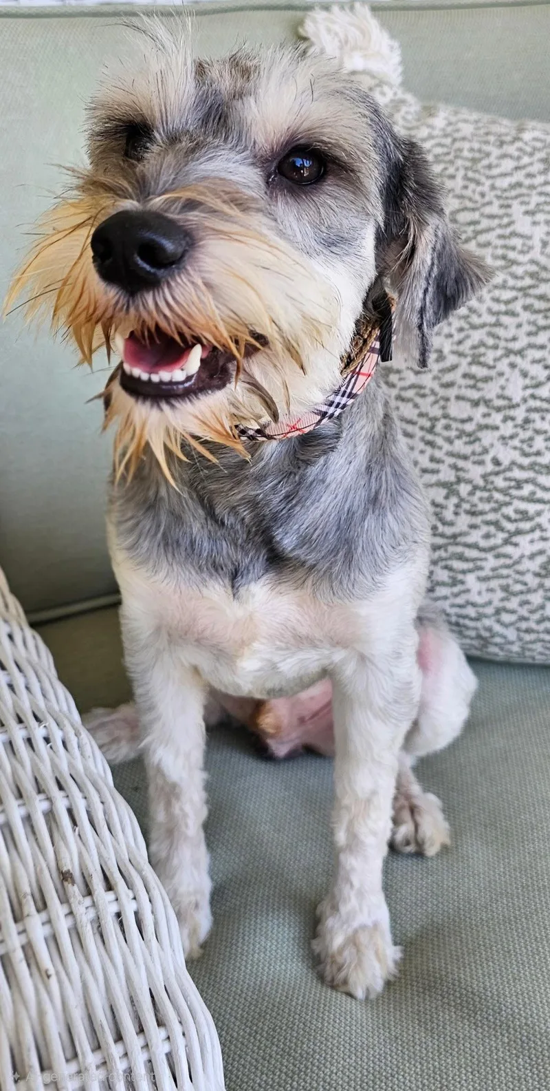 A young small-sized male Schnauzer dog named Pauli for adoption in Franklin, TN