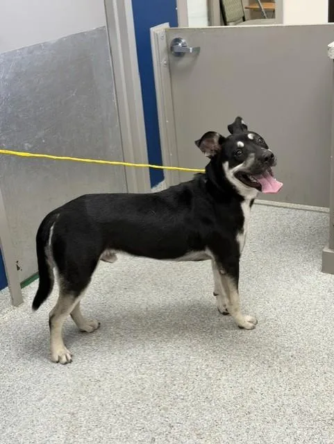 A young large-sized male Rottweiler dog named Hitmonchan for adoption in Pasadena, TX