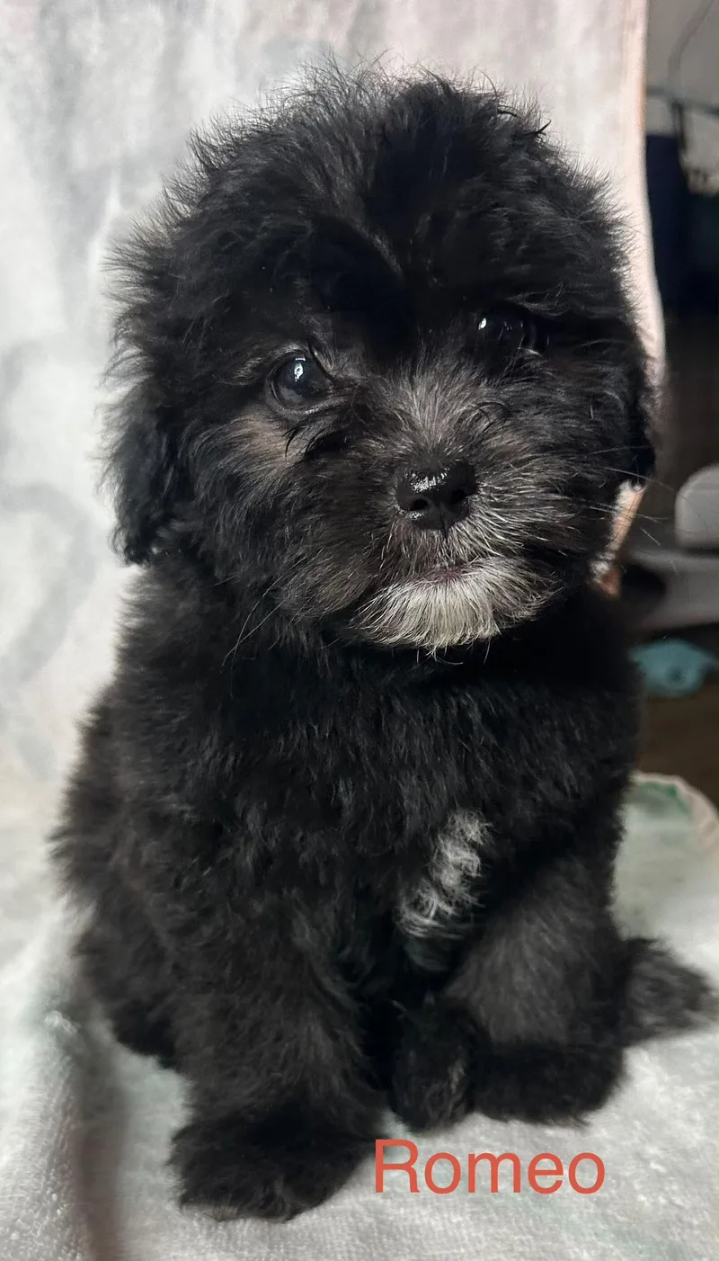Romeo