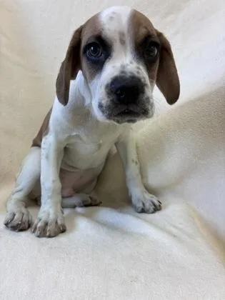 A young medium-sized male White / Cream Beagle dog named Cc for adoption in Buffalo, MN