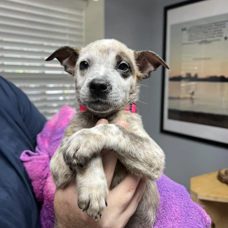 A baby medium-sized female White / Cream Cattle Dog dog named Mabel III for adoption in Mount Pleasant, TX