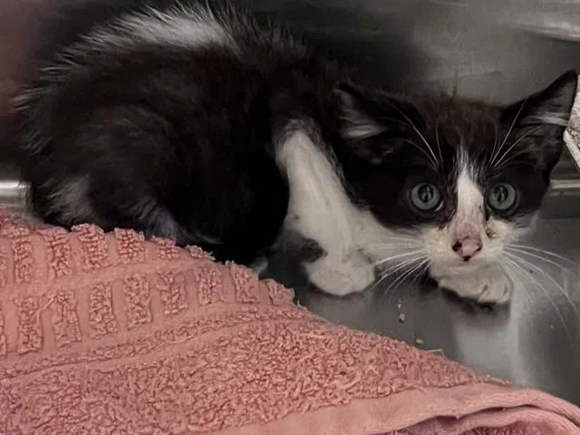 A baby small-sized male Domestic Short Hair cat named Nicko for adoption in Tustin, CA