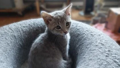 A baby small-sized male Domestic Short Hair cat named Merlot for adoption in West Chester, PA