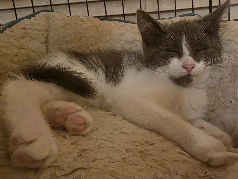 A young medium-sized female Gray / Blue / Silver Domestic Short Hair cat named C Litter Thumper for adoption in Livonia, MI