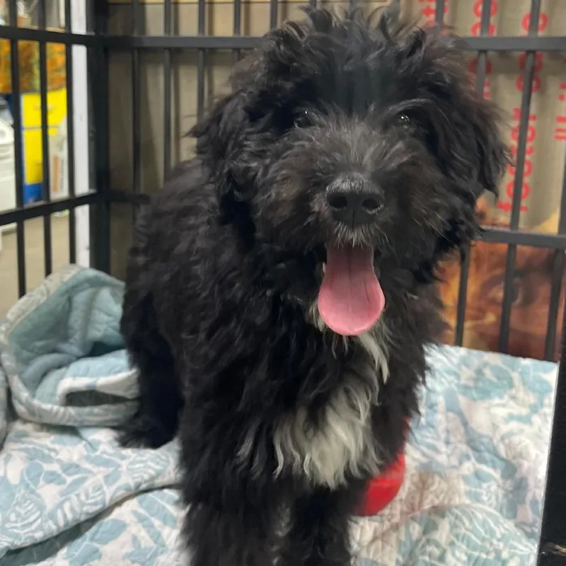 A baby medium-sized male Black Australian Shepherd dog named Milo for adoption in Lake Panasoffkee, FL